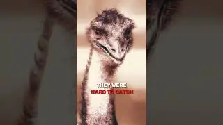 Why Australia Lost This War Against EMU