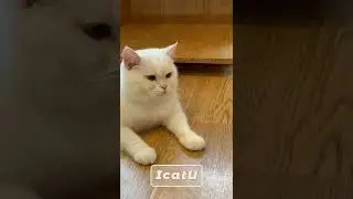 Sleepy white cat