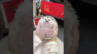 C’est très mignon enfaite 🦔❤️ 