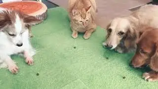 Забавнейшие котики