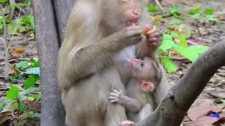 Tiny little monkey, Monkey video #monkey #animal #fyp #love #foryou #foryoupage #video #funny #fb