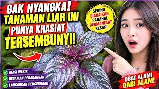 TAK DI SANGKA! CUMA PAKE DAUN INI WASIR BISA SEMBUH?!