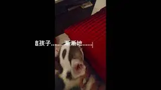Mr. Dobby's Channel (episode 8) - 技能篇  part 1.