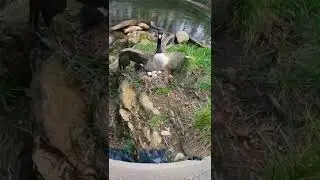 Goose on a nest