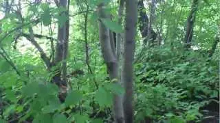 Лес