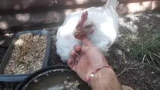 Pirulencio