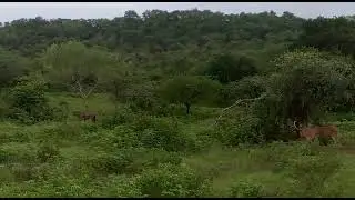 lion Roaring Video | #shorts