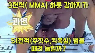 3전적의 MMA 선수(하룻강아지)가 51전적의  주짓수,킥복싱 선수(범)를 때려 눕힐까? 유주상 선수의  UFC를 향한 집념