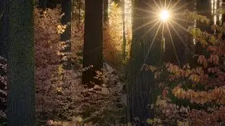 How to create a Sunstar in your photos