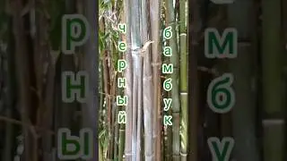 Чёрный бамбук в Никитском ботсаду. #бамбук #чёрный #shorts #ботсад