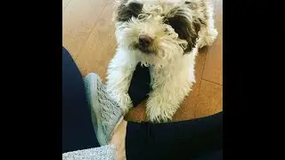 Happy Birthday, Gizmo!