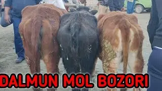 Jondor dalmundagi mol bozor yosh buqacha va yemlangan buqalar