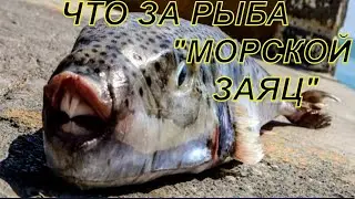 Морской заяц- загадочная морская жительница
