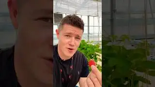 This Video Grows STRAWBERRIES