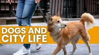 How To Keep Your Dog Happy and Healthy in the City