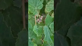 Первый заморозок