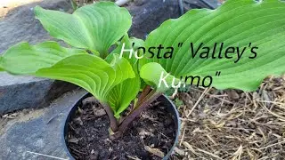 Hosta" Valley's Kumo" (Хоста "Валеус Кумо")