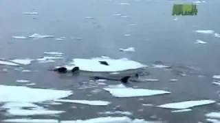 9/  ذكاء و هجوم الحوت القاتل