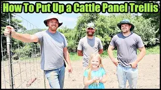 How To Put Up a Cattle Panel Trellis