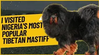 I VISITED NIGERIA'S MOST POPULAR TIBETAN MASTIFF