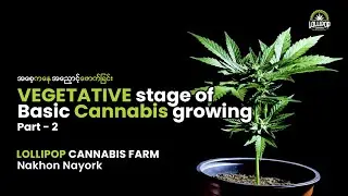 Vegetative Stage of Basic Cannabis Growing Part (2) - Lollipop Cannabis Farm #အပင်ကြီးထွားခြင်း