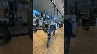Cats Club|Cute cats daily life🐈(13) #cats #cute #shorts