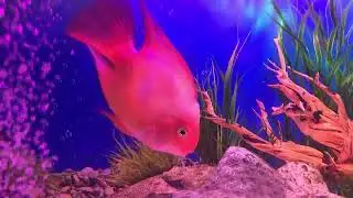 Aquarium fishes #wowbin #fish #fishtank