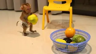 Bathe and train baby monkey to pick up items