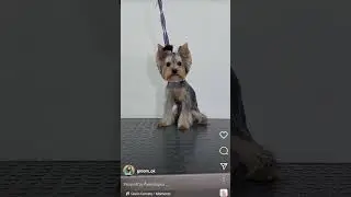 #йорк