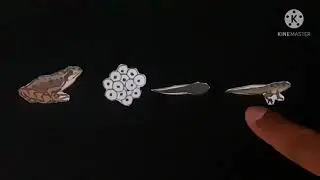 Montesori Story Life Cycle of Animal