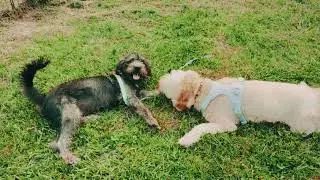 BELLA & SPARKY PLAYDATE