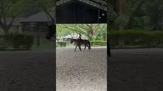 Keep training even the raining day!#horseriding,#horse #sports #shorts