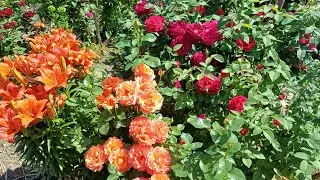 Цветение сада. Начало... июль 2024🌹#розы #уральскиерозы #цветениероз
