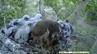На гнезде балобанов.