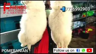 Pomeranian