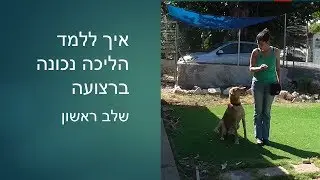 אילוף כלבים חיובי: איך ללמד את הכלב ללכת יפה ברצועה-חלק א