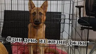 один день из жизни Джэка