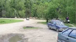Урал лесовоз врезается в стадо коров