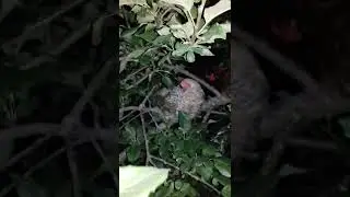 Куриное дерево