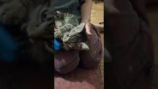 belly and chin brushing