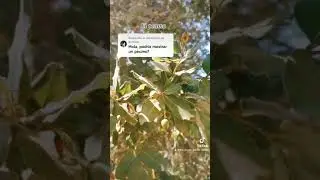 El Peumo un árbol endémico de Chile