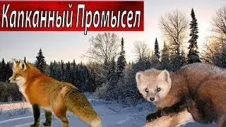 Проверка капканов на куницу.