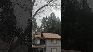 branch swinging at roof 🙀 #mountains #precisiontreefelling #treeclimber #tree #treeworker #treeing