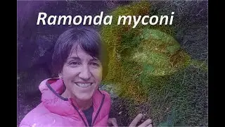BIO-FLASH: Ramonda myconi.