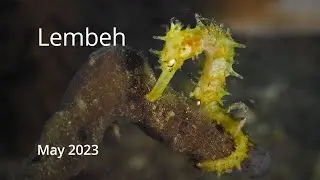 Lembeh - May 2023