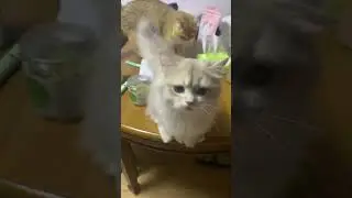 MEOW……. to attract your cat #cutecats #meowing #shorts