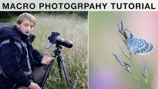 How to photograph butterflies - Macro Photography Tutorial (Equipment, Focus stacking, etc.)