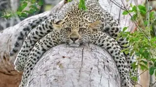 DAILY DOSE - RELAXING LEOPARD #dailydoseofinternet