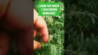 Partnership with gram pod borer( Helicoverpa armigera)😄#agriculture #chickpeas #pulse  #afo #shorts