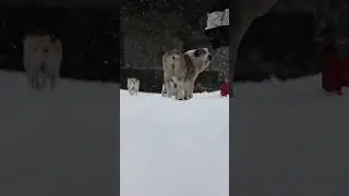 Банда в сборе! 